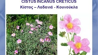 CISTUS ΕΝΑΣ ΑΠΟΤΟΞΙΝΩΤΙΚΟΣ ΘΥΣΑΥΡΟΣ [upl. by Hacceber915]