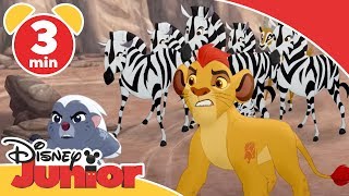 Løvernes garde  Zebraerne og det nye flokmedlem  Disney Junior Danmark [upl. by Waldron]