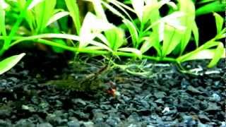 RED CLAW SHRIMP  Juvenile [upl. by Nightingale]