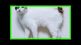 The japanese bobtail [upl. by Yeo]