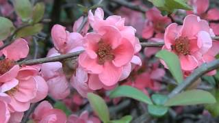 Chaenomeles superba Pink Lady [upl. by Assiral]