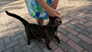 Tortoiseshell cat rubbing against my legs is very friendly and loving [upl. by Hsitirb737]