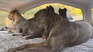 Cane Corso Pack Protects Woman on First Camping Trip Alone [upl. by Patrica843]