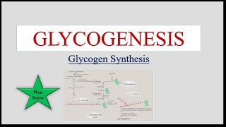 Glycogenesis  Glycogen Synthesis [upl. by Reuben]