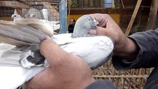 Egyptian pigeon market  Cairo [upl. by Edbert898]