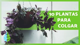 10 PLANTAS de EXTERIOR COLGANTES 🪴🪻  Plantas Colgantes para Balcones y Terrazas [upl. by Araek342]