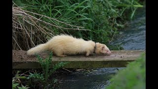 Ferreting amp catching rabbits in the UK 108 in under 8 minutes [upl. by Anyel930]