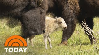 Indigenous tribes celebrate birth of white buffalo in Yellowstone [upl. by Atnoek]