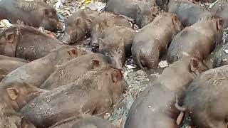 How a group of pigs are bathing in a pondA large herd of pigsoften live in groups [upl. by Alyacim65]