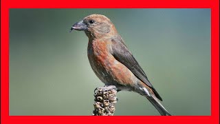 Red Crossbill Song Red Crossbill Call Red Crossbill  Piquituerto Común Canto  Loxia Curvirostra [upl. by Lupita]