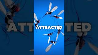 Why Do Mosquitoes Prefer You The Science Behind the Bite shorts facts insects [upl. by Leroi]