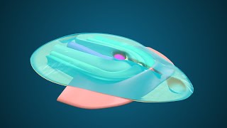 Fate Map during Gastrulation  3D Human Embryology  Third Week Embryology [upl. by Pirali758]