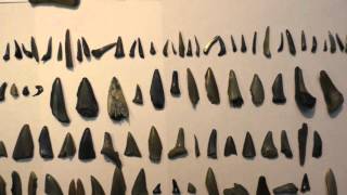 The result of some shark teeth hunting in Belgium  Fossil hunting [upl. by Niall]