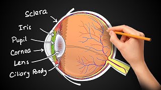 Rods and Cone cells Photoreceptors in the human retina Alevel Biology Nervous System [upl. by Mickelson582]