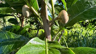 Pouteria campechiana Canistel Egg Fruit Ross Sapote 7224 [upl. by Vince]