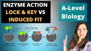 ENZYME ACTION Lock and key compared to Induced Fit Model in lowering activation energy [upl. by Archibaldo]