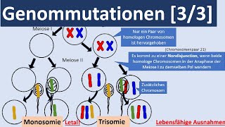 Genommutationen 33  Polyplodie Aneuploidie autosomale  gonosomale Genommutationen Genetik [upl. by Okikuy]