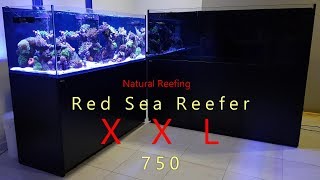 Red Sea Reefer XXL 750 Build [upl. by Aivataj]