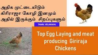 Giriraja Chicken high egg lay breed  Poultry farming business  Tamil Velanmai [upl. by Burchett668]