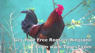 Rooster Ringtone Free [upl. by Halet]