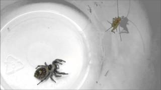 jumping spiderPhidippus regius feeding [upl. by Zoilla]