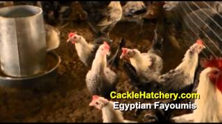 Egyptian Fayoumis Chicken Breed Breeder Flock  Cackle Hatchery [upl. by Naillik]