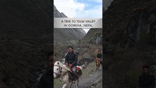 Tsum Valley amp Larkey Pass  Manaslu Circuit Trek 2023 [upl. by Nate]