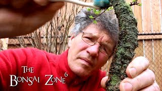 Pruning my Collected Larch Bonsai The Bonsai Zone April 2019 [upl. by Onid]