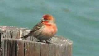 House finch singing on a pier [upl. by Duke690]