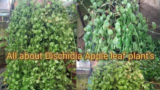 All about Dischidia Apple leaf plants 🥰santali vlogs gardeningplantsvlogs [upl. by Feune]