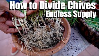 How to Divide Chives for an Endless Supply of Free Plants  4 Easy Steps🌱 [upl. by Latsyrcal]