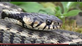 Field herping Dalyan Turkey 22 herp species [upl. by Asselim]