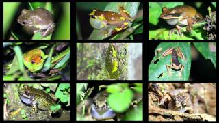 An Array of Frogs Calling in the Peruvian Amazon [upl. by Rivard]