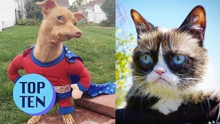 Top 10 Famous Internet Animals [upl. by Ained344]