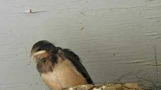 Baby Barn Swallow [upl. by Trstram]