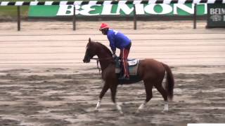 California Chrome gallops at Belmont Park June 5 [upl. by Gardel]