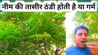 नीम की तासीर ठंडी होती है या गर्म  Neem effect is cold or hot  neem ki taseer thandhi ya garm hoti [upl. by Ketchum]