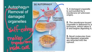 Endocytic and Exocytic Pathways [upl. by Ahsiliw682]