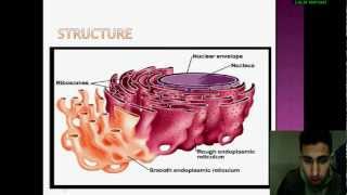 Biologie Cellulaire le réticulum endoplasmique [upl. by Letsirhc644]