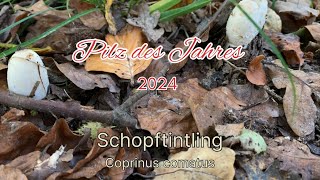 Schopftintling Pilz des Jahres 2024  Pilze unter der Lupe [upl. by Norehs]