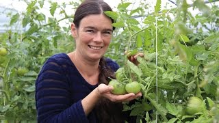 5 Tomatenkrankheiten 1 Bakterien an Tomatenblüten amp Braunfäule [upl. by Philbin]