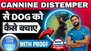 Canine Distemper Treatment At Home Full Recovery In Dogs  Dog Distemper Treatment In Hindi [upl. by Crystal645]