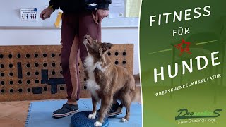 Fitness für Hunde 2021 Die Oberschenkelmuskulatur stärken [upl. by Noirret]