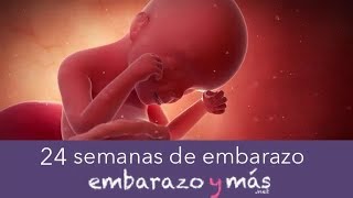 24 semanas de embarazo  Sexto mes  EMBARAZOYMAS [upl. by Yhtur]