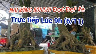 Mai Vàng Bonsai Đọc Đẹp Xổ Rẻ E Cường 0977893824611  cuongmaivangmientay [upl. by Anema]