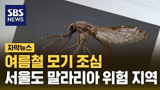 quot평년의 3배quot 서울도 위험…잠복기 1년까지 간다 자막뉴스  SBS [upl. by Aihsema]