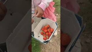 Essington Farm  Strawberry Picking [upl. by Aina]