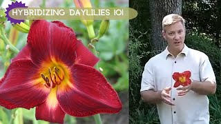 How To Hybridizing Daylilies  Oakes Daylilies [upl. by Valorie]