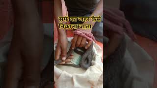 सर्फ का जहर कैसे निकाला जाता snake snakevideo snack shorts short youtubeshorts youtube [upl. by Janessa]