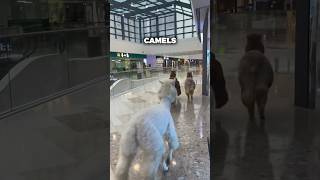 Camels Running In The Mall 💀 [upl. by Rafat]